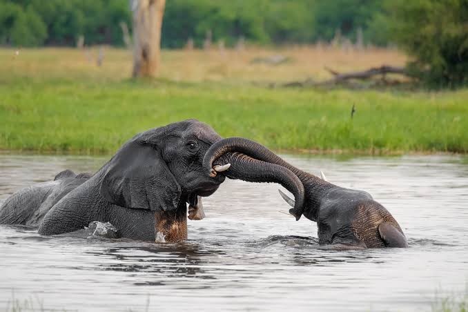 Chobe Elephants