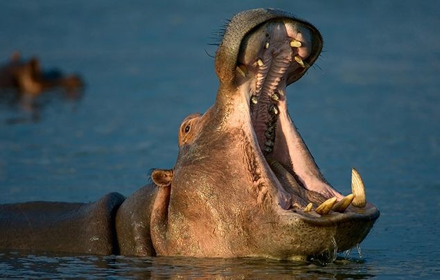Hippo Sightings